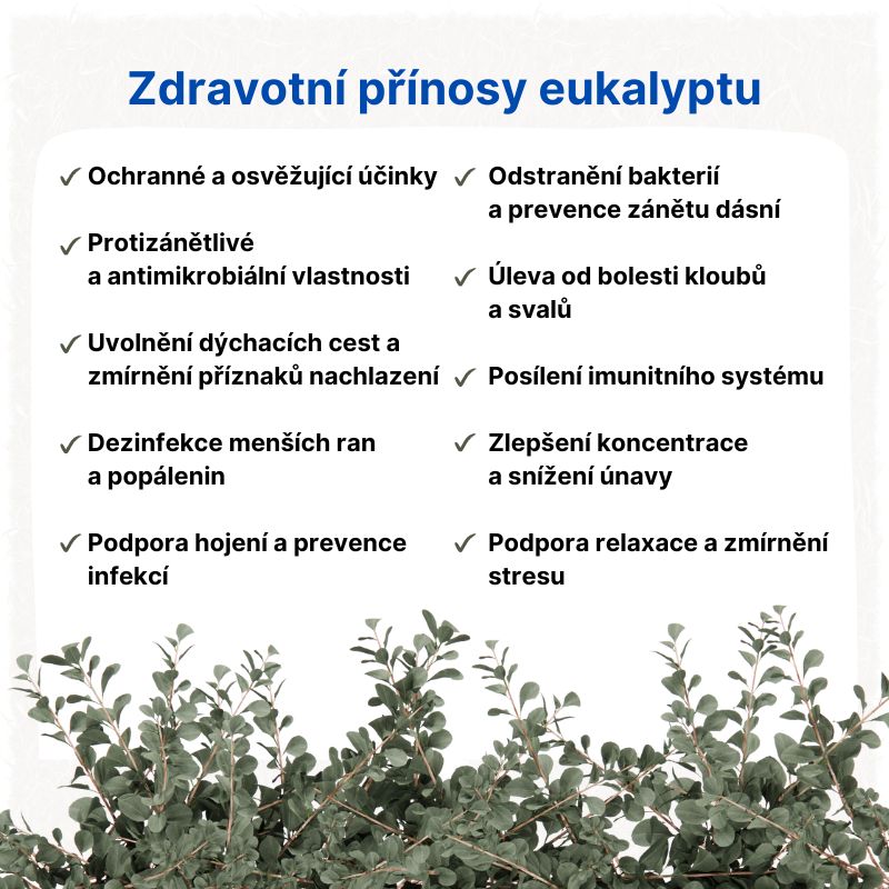 Zdravotní přínosy eukalyptu